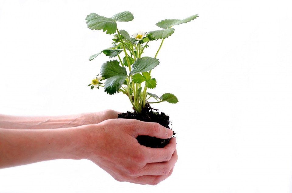 Comment bien arroser les plantes du jardin ?