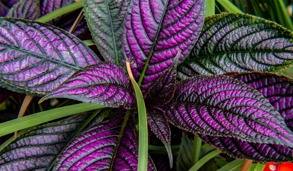 Erreurs fréquentes avec les plantes d'intérieur