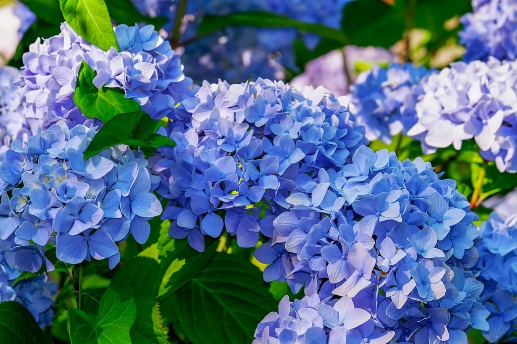 Fleurs faciles à cultiver dans un jardin