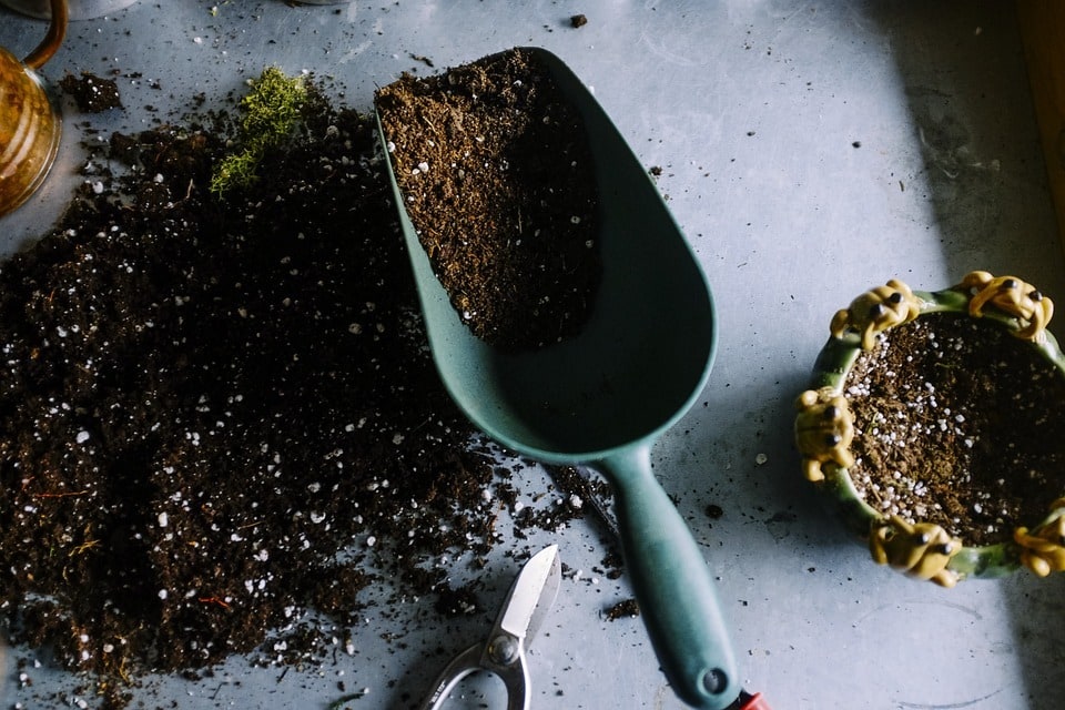 Plantes faciles à cultiver dans un jardin